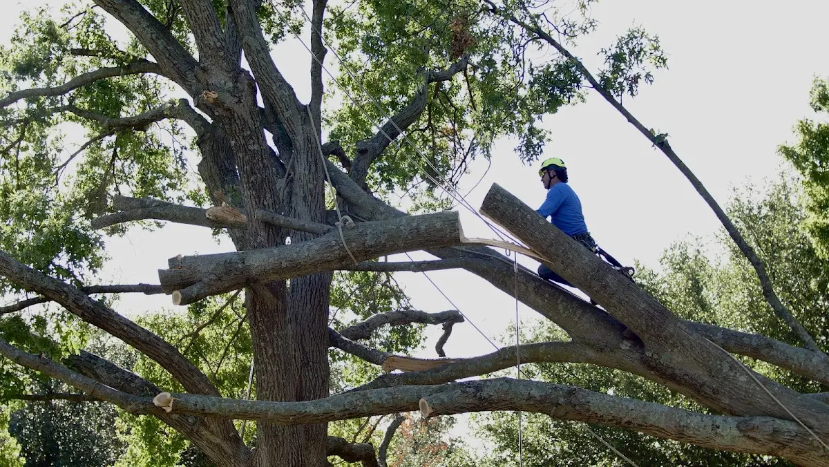 Professional Hazardous Tree Removal performed by certified arborists in Pikesville